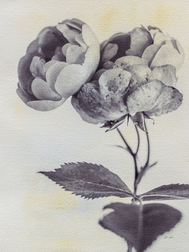 Subtle Rose art print by Deborah Revell for $57.95 CAD