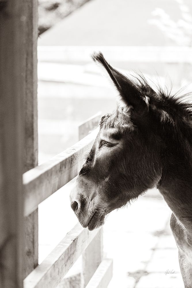 Little Donkey I art print by Deborah Revell for $57.95 CAD
