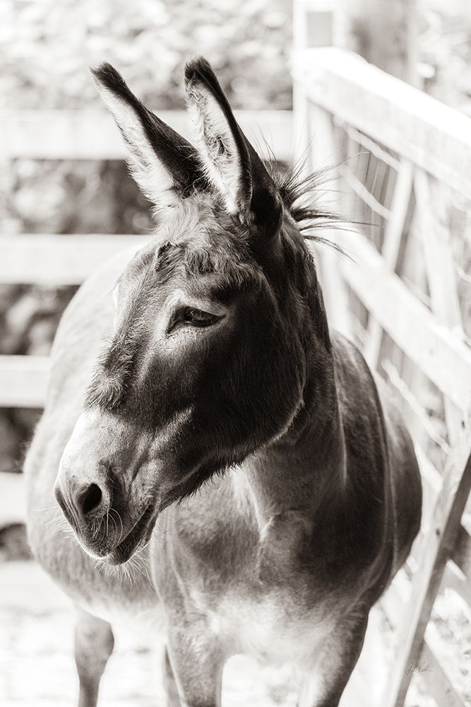 Little Donkey II art print by Deborah Revell for $57.95 CAD