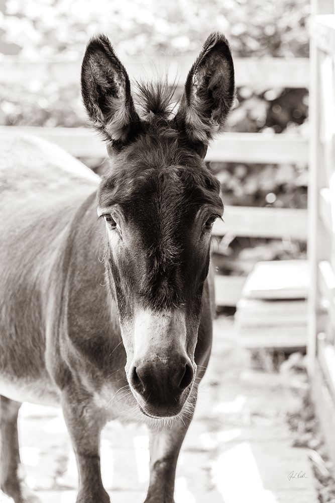 Little Donkey III art print by Deborah Revell for $57.95 CAD