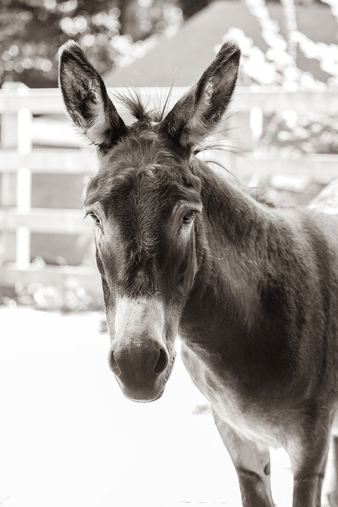 Little Donkey IV art print by Deborah Revell for $57.95 CAD
