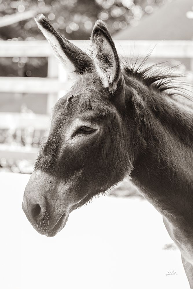 Little Donkey V art print by Deborah Revell for $57.95 CAD