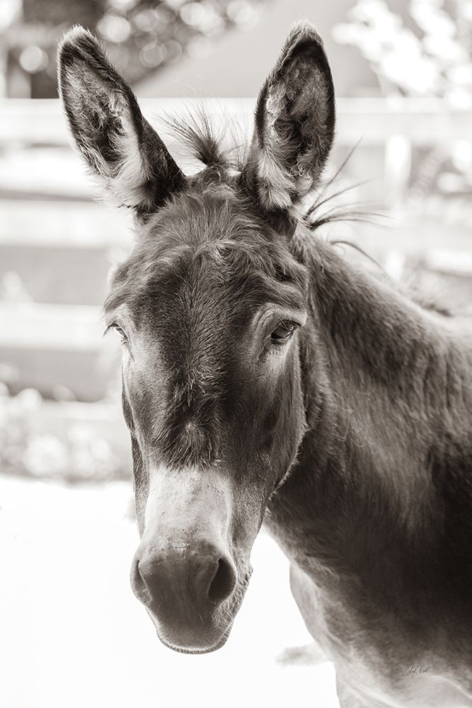 Little Donkey VI art print by Deborah Revell for $57.95 CAD