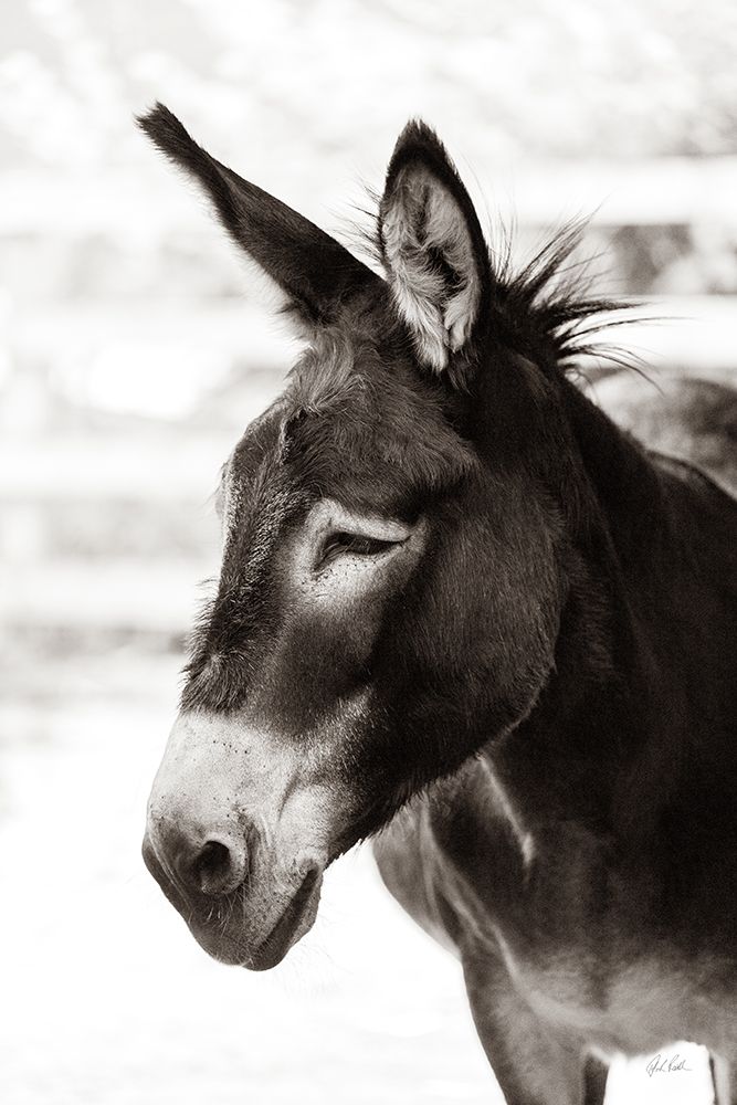 Little Donkey VII art print by Deborah Revell for $57.95 CAD