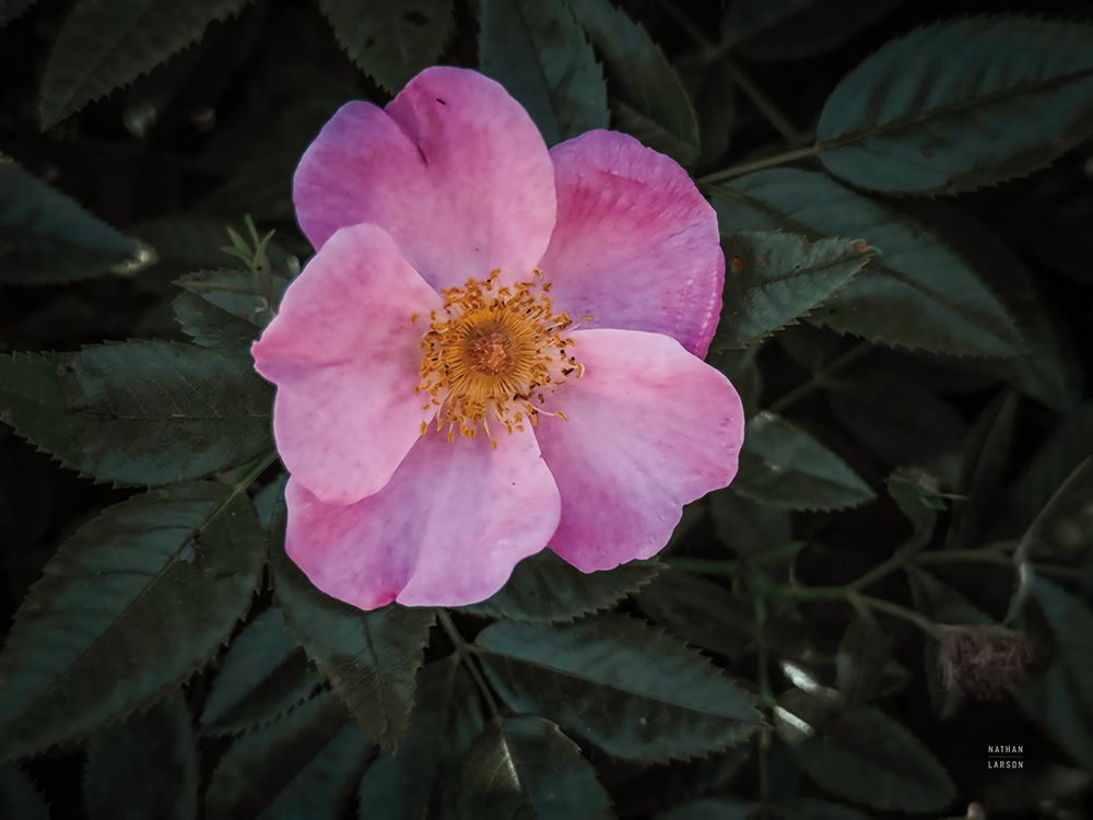 Wild Rose II art print by Nathan Larson for $57.95 CAD