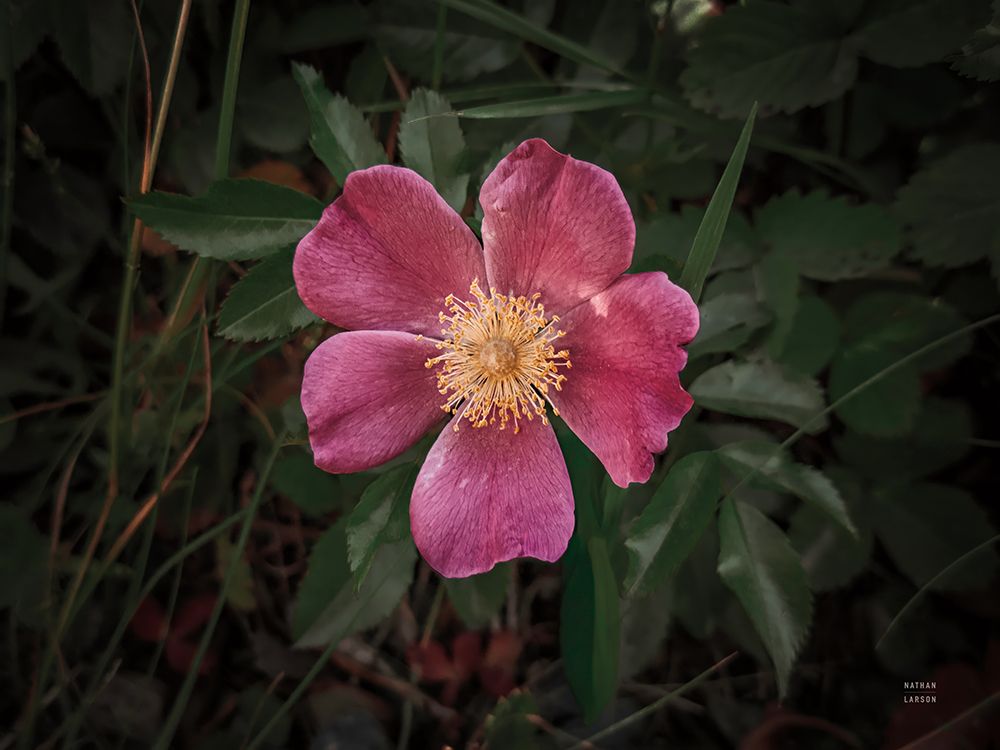 Wild Rose IV art print by Nathan Larson for $57.95 CAD