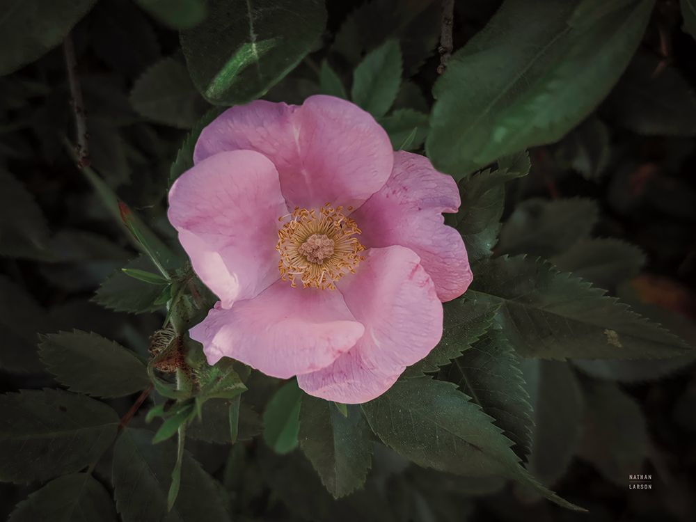 Wild Rose VII art print by Nathan Larson for $57.95 CAD