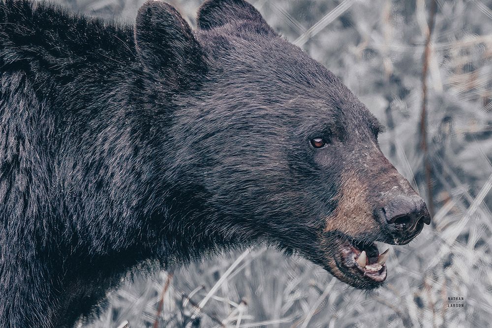 Alberta Black Bear Tones art print by Nathan Larson for $57.95 CAD