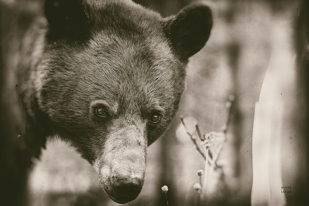 Bear Wetplate art print by Nathan Larson for $57.95 CAD