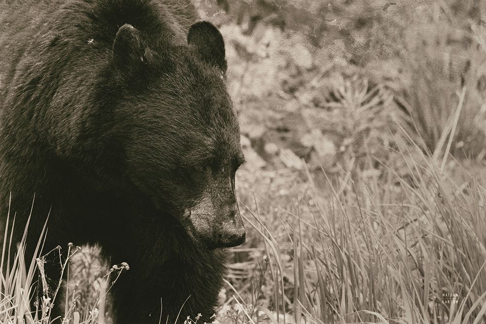 Black Bear Wander art print by Nathan Larson for $57.95 CAD