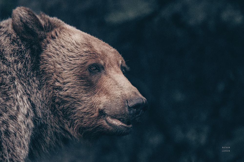 Gentle Grizzly art print by Nathan Larson for $57.95 CAD