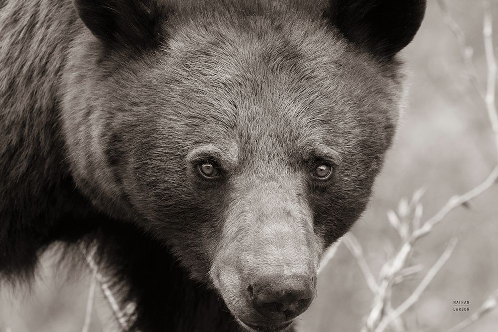 Hello Bear art print by Nathan Larson for $57.95 CAD