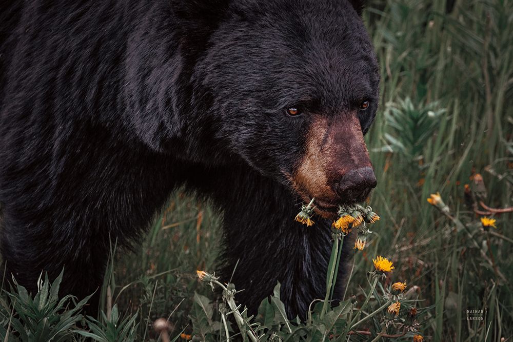 Hungry Bear art print by Nathan Larson for $57.95 CAD