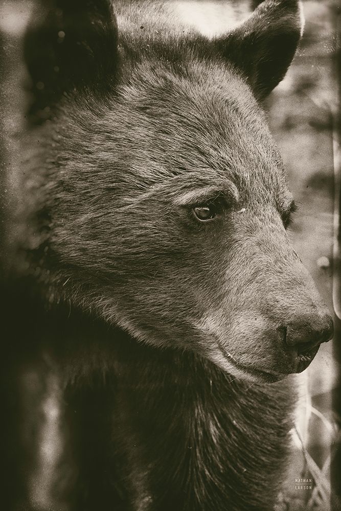 Thoughtful Bear Sepia art print by Nathan Larson for $57.95 CAD