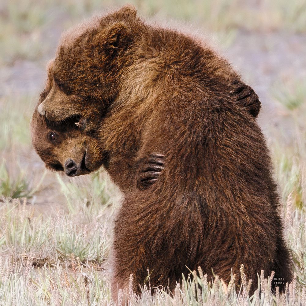 Bear Hug art print by Nathan Larson for $57.95 CAD