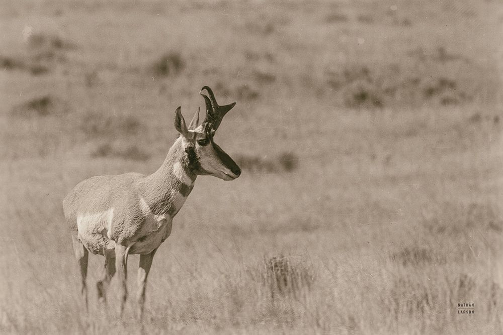 Pronghorn Summer art print by Nathan Larson for $57.95 CAD