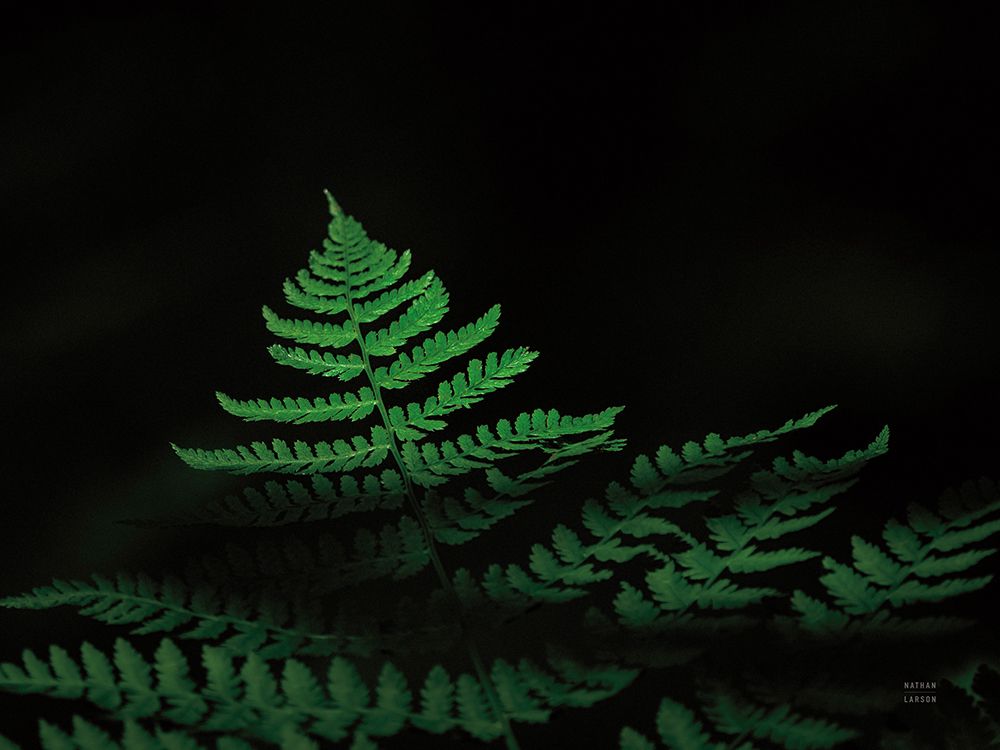 Forest Sunlight art print by Nathan Larson for $57.95 CAD