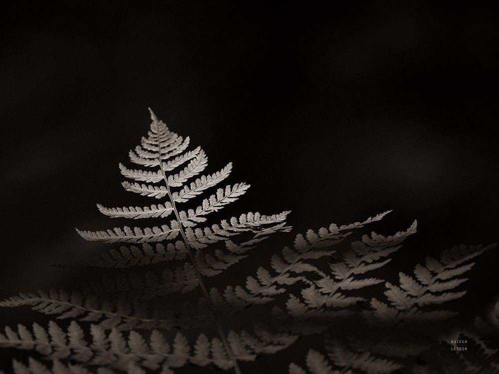 Forest Sunlight Sepia art print by Nathan Larson for $57.95 CAD
