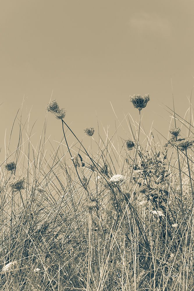 Saltwind Meadow I art print by Deborah Revell for $57.95 CAD