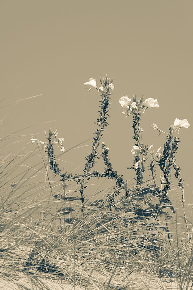 Saltwind Meadow II art print by Deborah Revell for $57.95 CAD