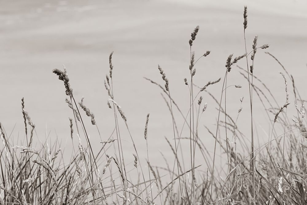 Saltgrass I art print by Deborah Revell for $57.95 CAD