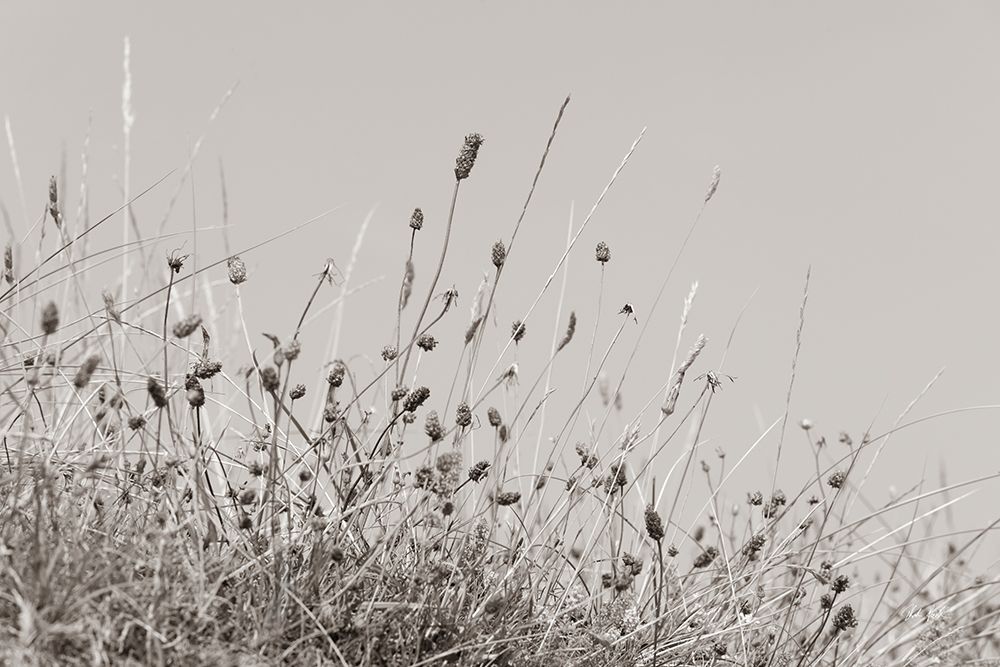 Saltgrass II art print by Deborah Revell for $57.95 CAD