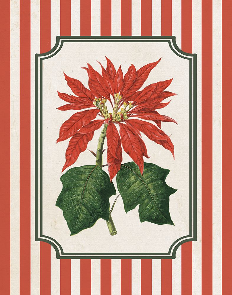 Christmas Vintage Botanical II art print by Wild Apple Portfolio for $57.95 CAD