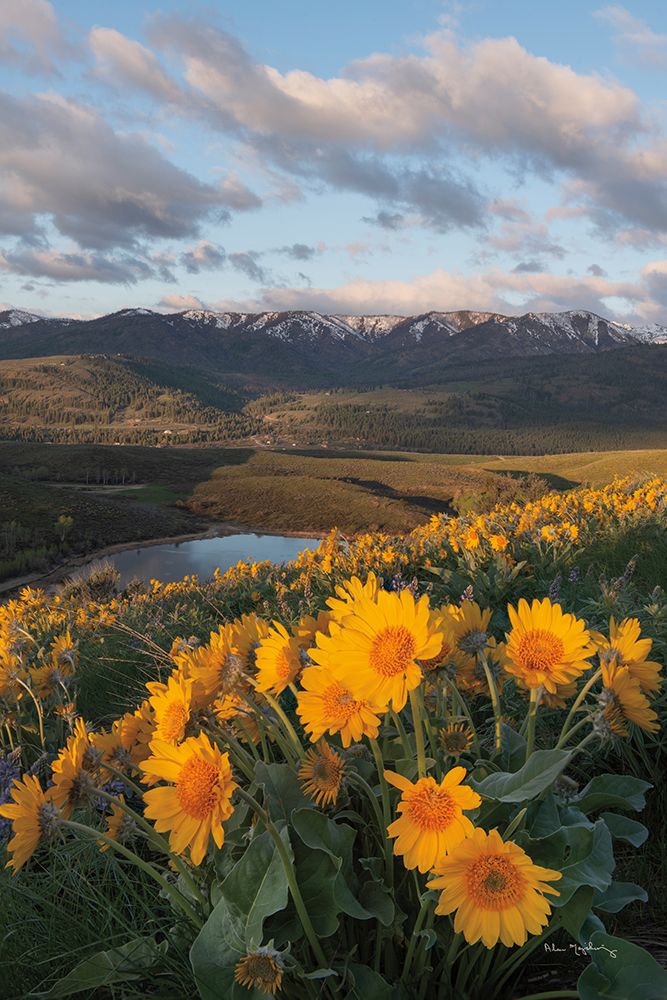 Methow Valley Wildflowers V art print by Alan Majchrowicz for $57.95 CAD