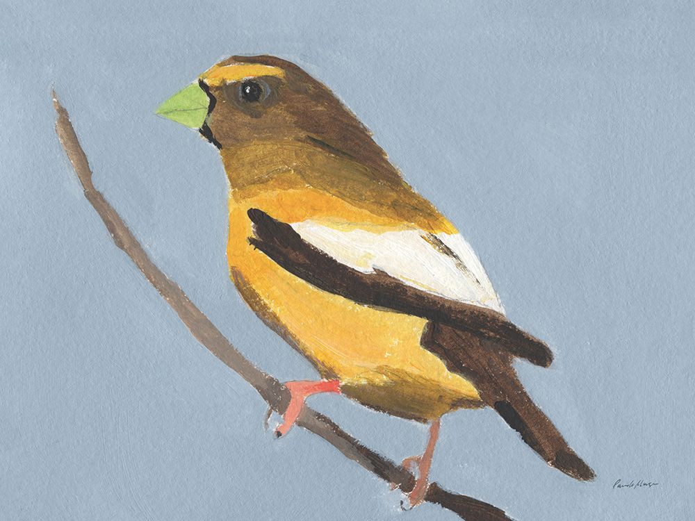 Evening Grosbeak art print by Pamela Munger for $57.95 CAD