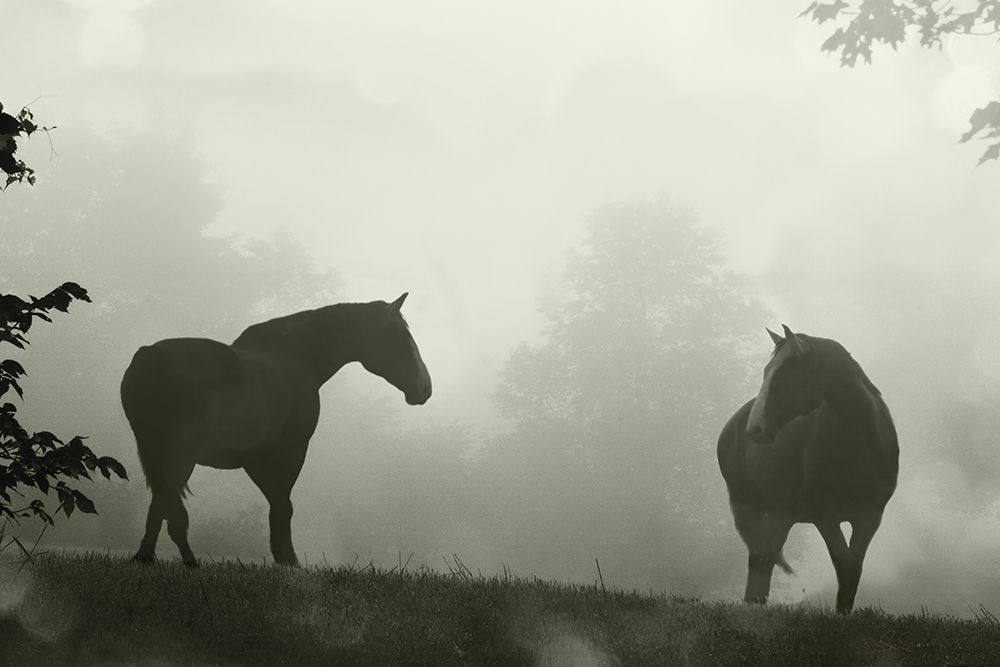 Morning Meadow Horses IV art print by Sue Schlabach for $57.95 CAD