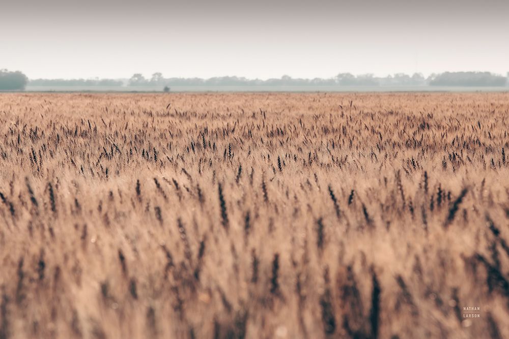 Wheat in Summer art print by Nathan Larson for $57.95 CAD