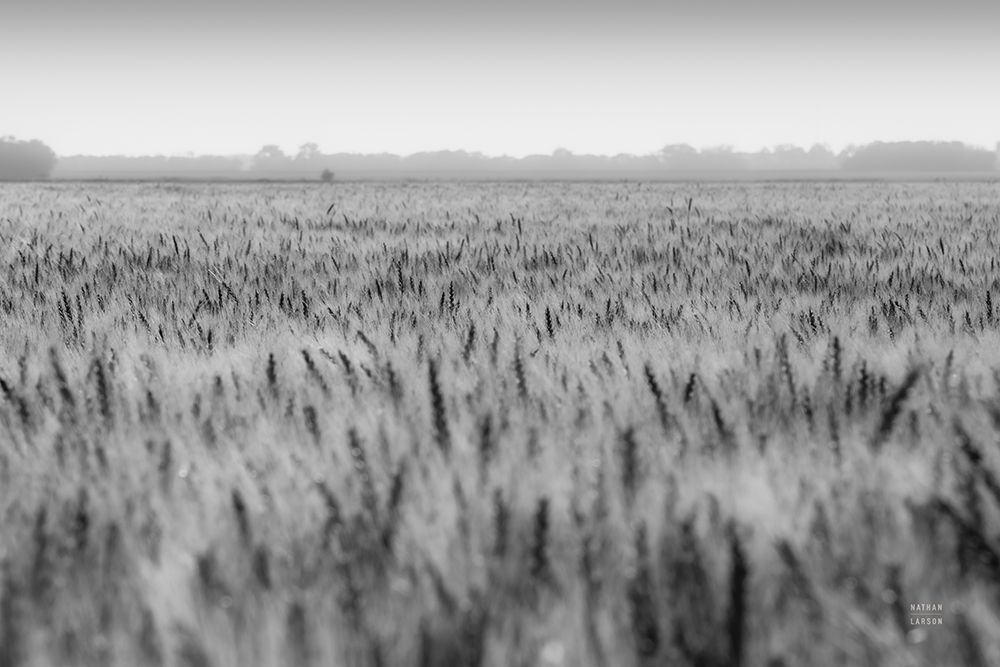 Wheat in Summer BW art print by Nathan Larson for $57.95 CAD