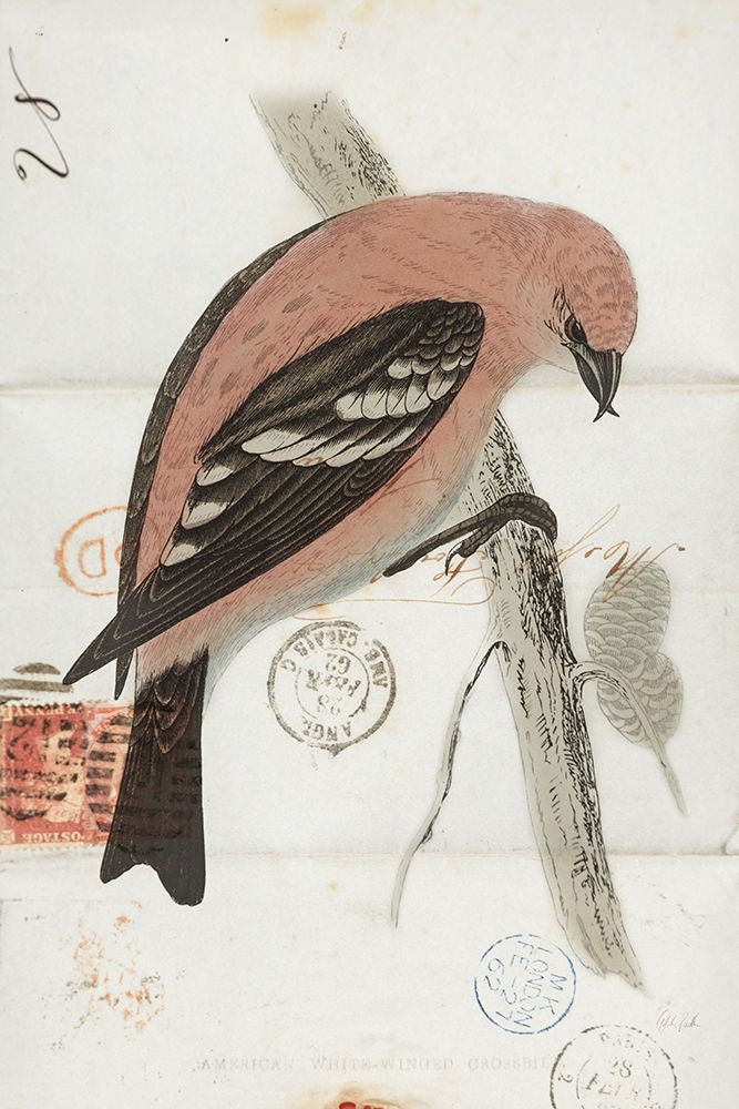 American White Winged Crossbill art print by Deborah Revell for $57.95 CAD