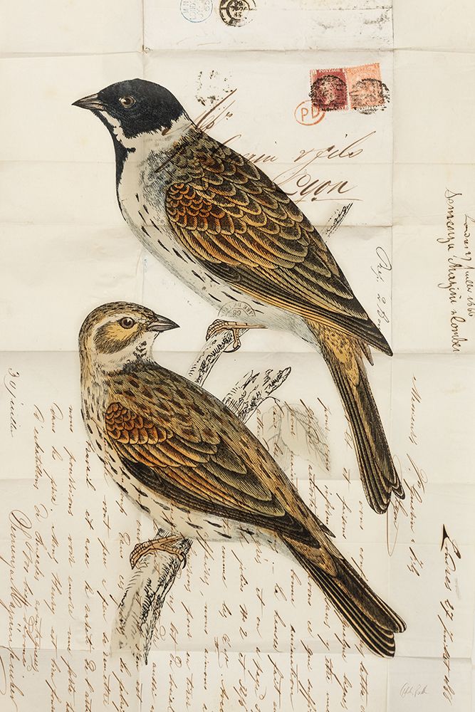 Black Headed Bunting art print by Deborah Revell for $57.95 CAD