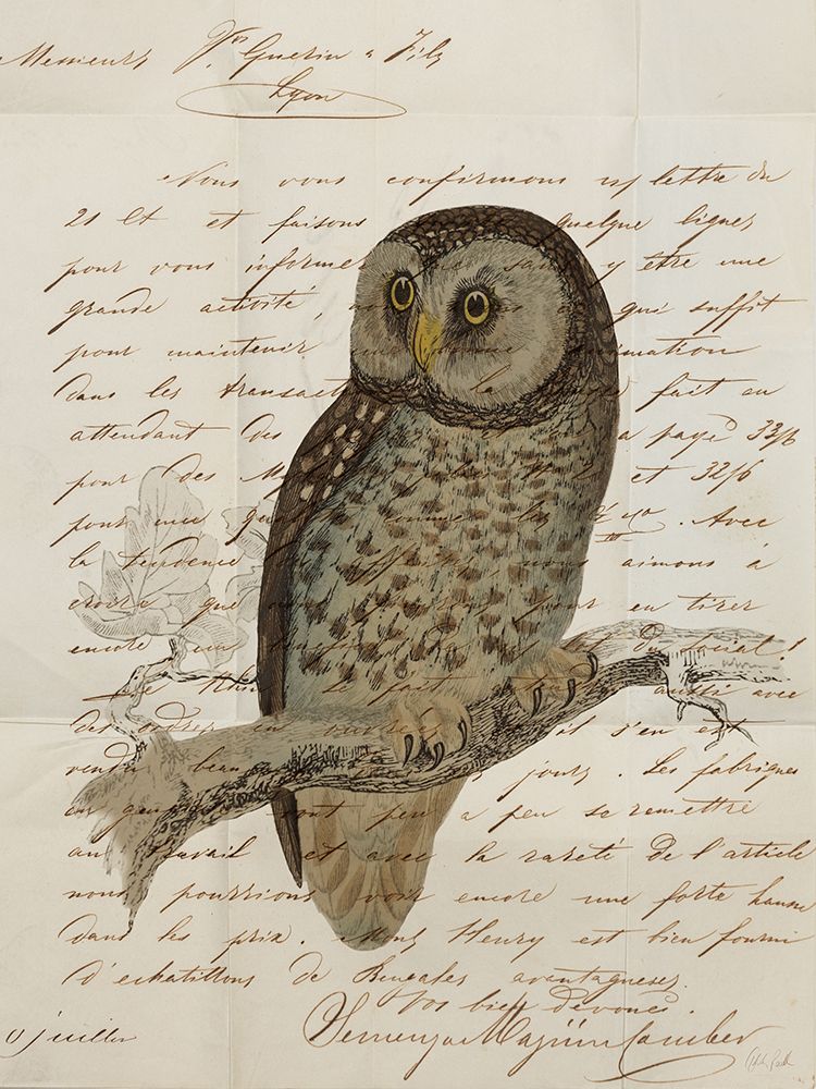 Boreal Owl art print by Deborah Revell for $57.95 CAD