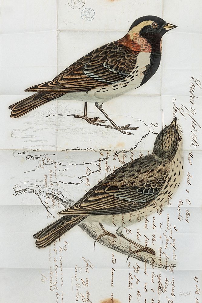 Lapland Bunting art print by Deborah Revell for $57.95 CAD
