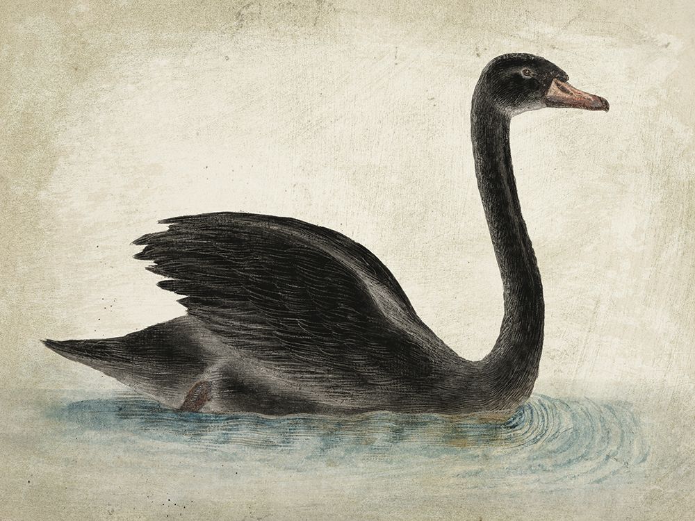 Swimming Swan Black Aged art print by Wild Apple Portfolio for $57.95 CAD