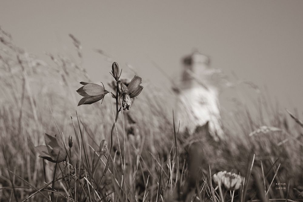 Nova Scotia Coast Sepia art print by Nathan Larson for $57.95 CAD