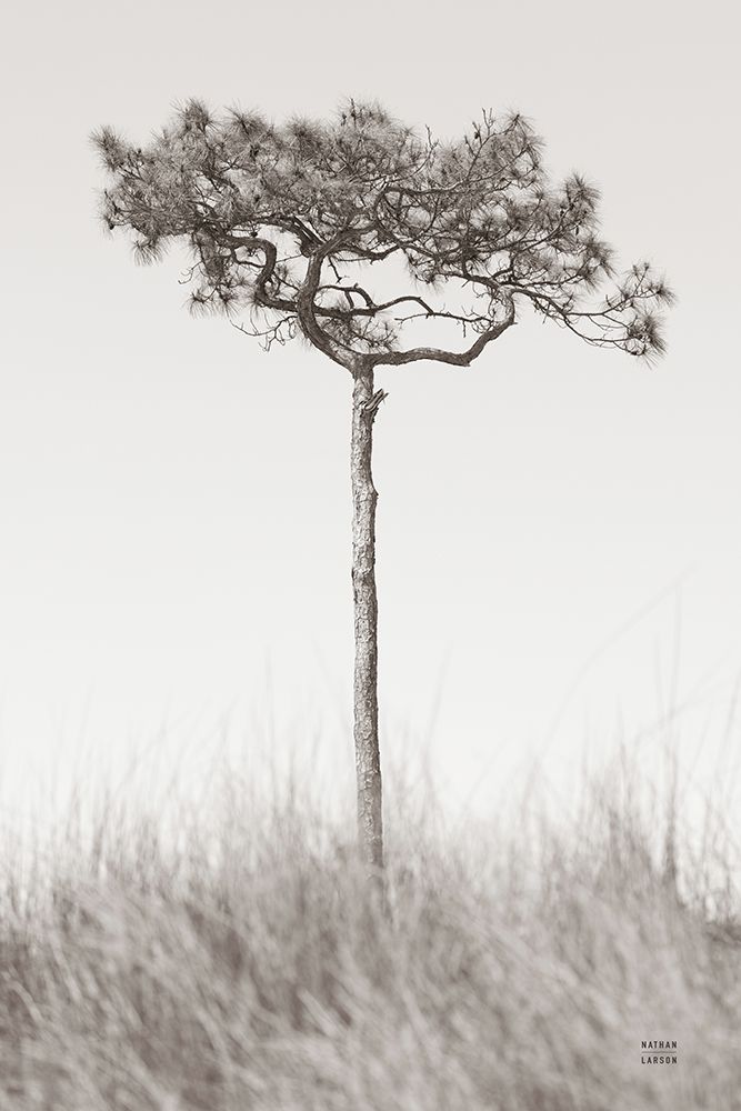 Secluded I art print by Nathan Larson for $57.95 CAD