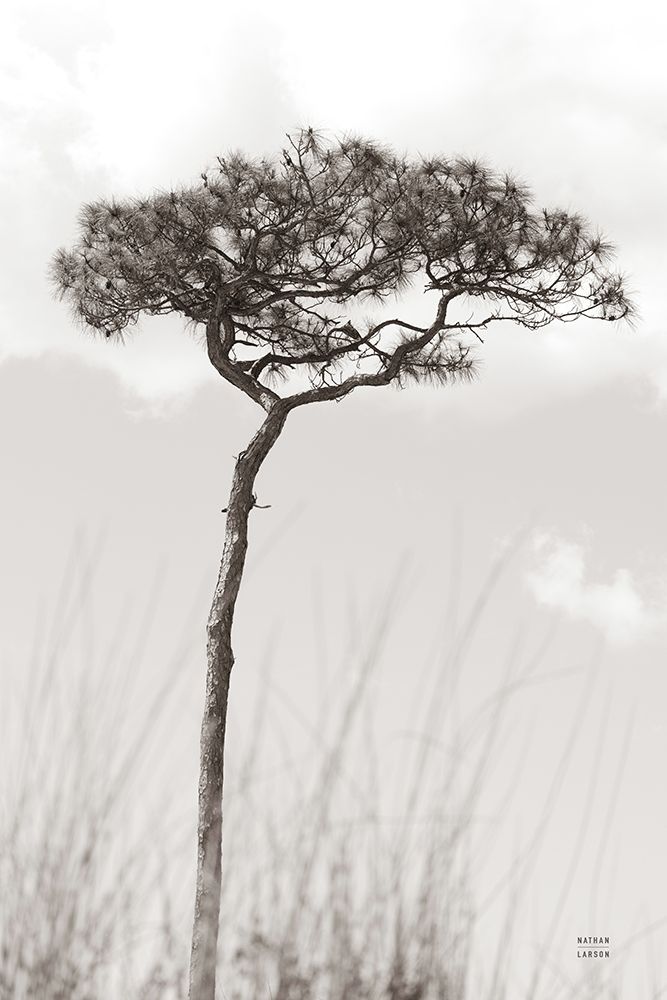 Secluded II art print by Nathan Larson for $57.95 CAD