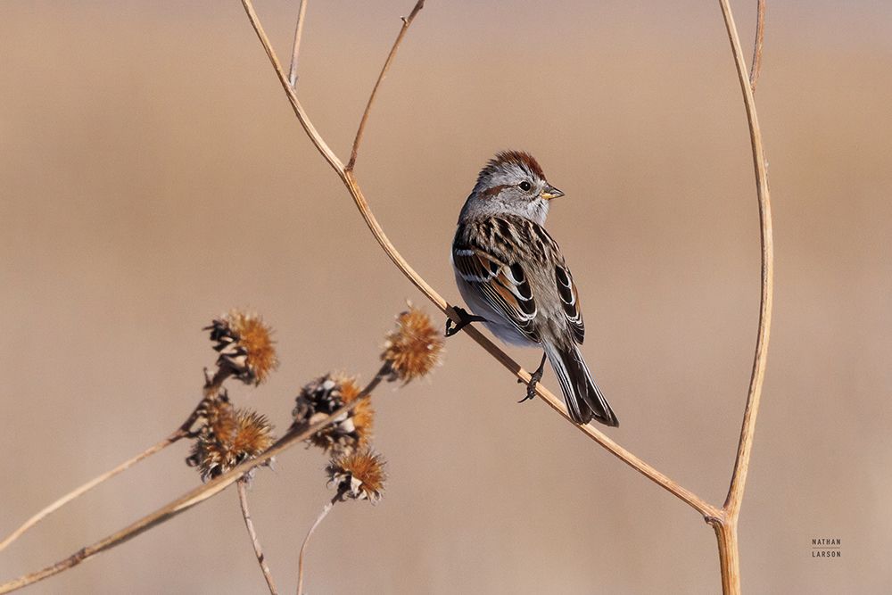 American Tree Sparrow art print by Nathan Larson for $57.95 CAD
