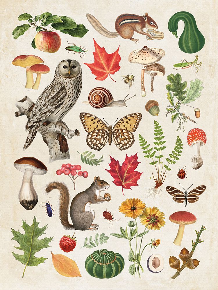 Autumn in the Forest art print by Wild Apple Portfolio for $57.95 CAD