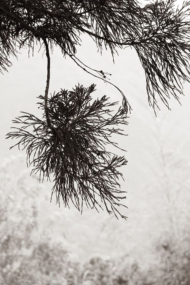 Cedar art print by Deborah Revell for $57.95 CAD