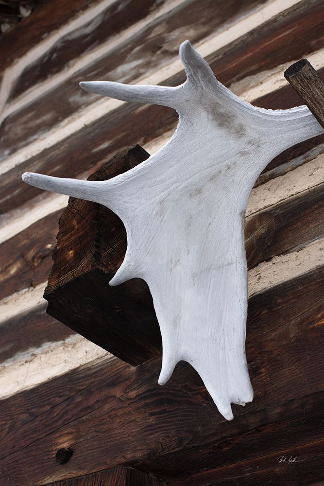 Moose Antler II art print by Deborah Revell for $57.95 CAD