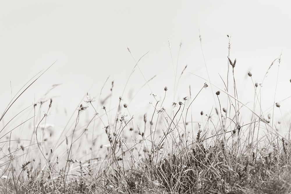 Sea Breeze I art print by Deborah Revell for $57.95 CAD
