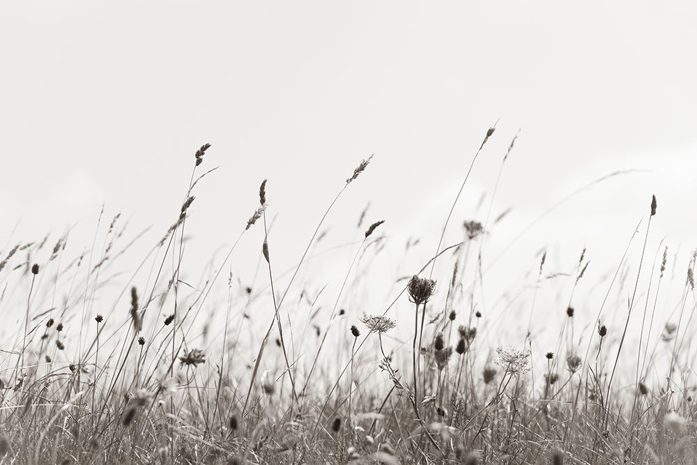 Sea Breeze II art print by Deborah Revell for $57.95 CAD
