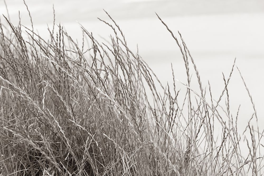 Tidegrass I art print by Deborah Revell for $57.95 CAD