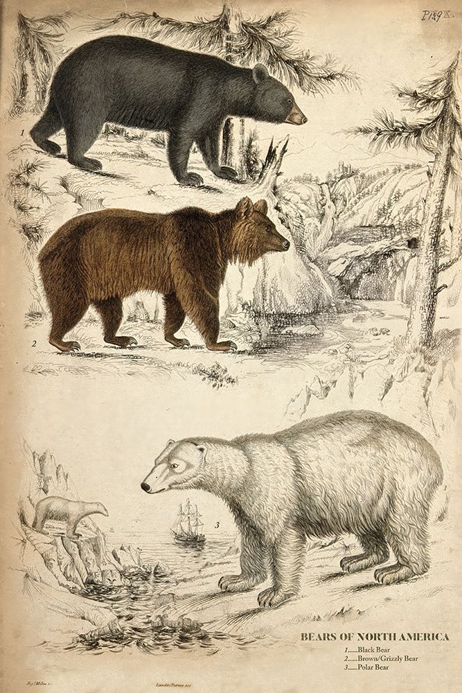 Bears of North America art print by Wild Apple Portfolio for $57.95 CAD