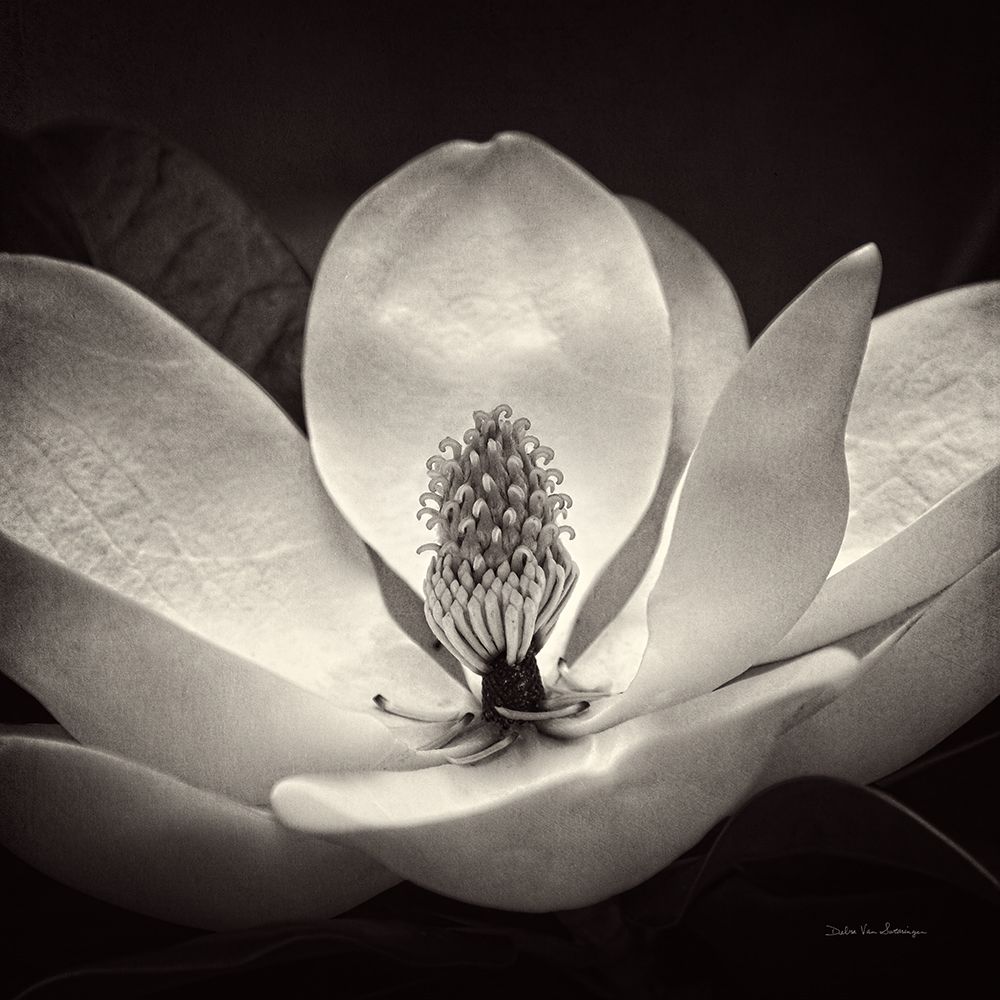 Moonlit Magnolia I art print by Debra Van Swearingen for $57.95 CAD