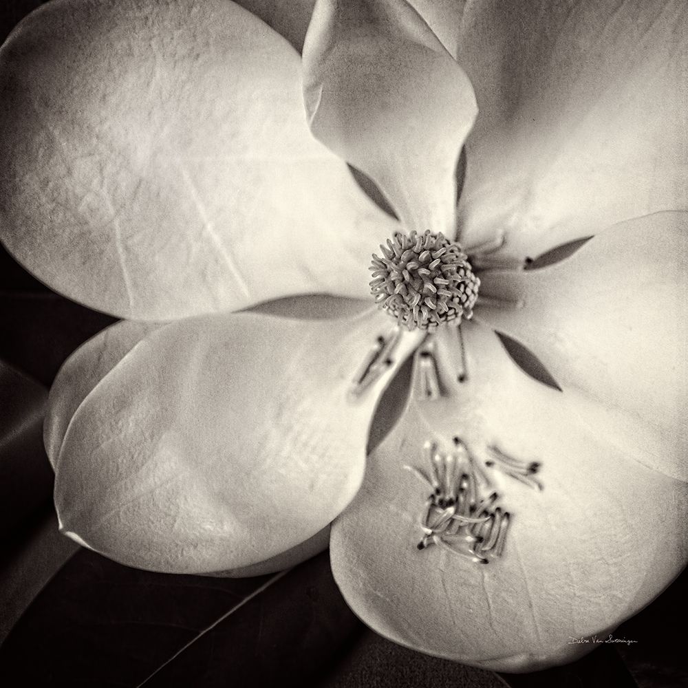 Moonlit Magnolia II art print by Debra Van Swearingen for $57.95 CAD